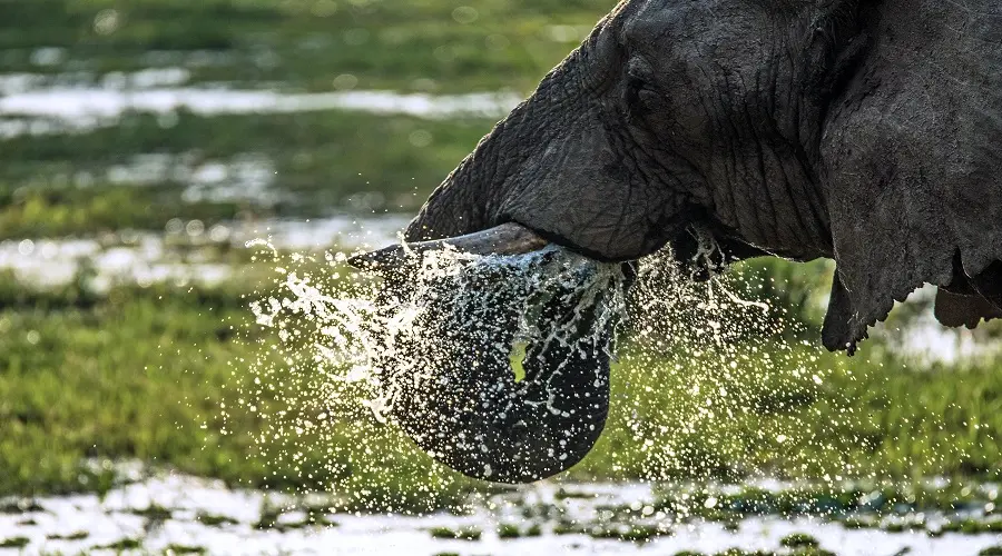 AFCON Kenya Tanzania Uganda Fan Adventure | Generous African Tours